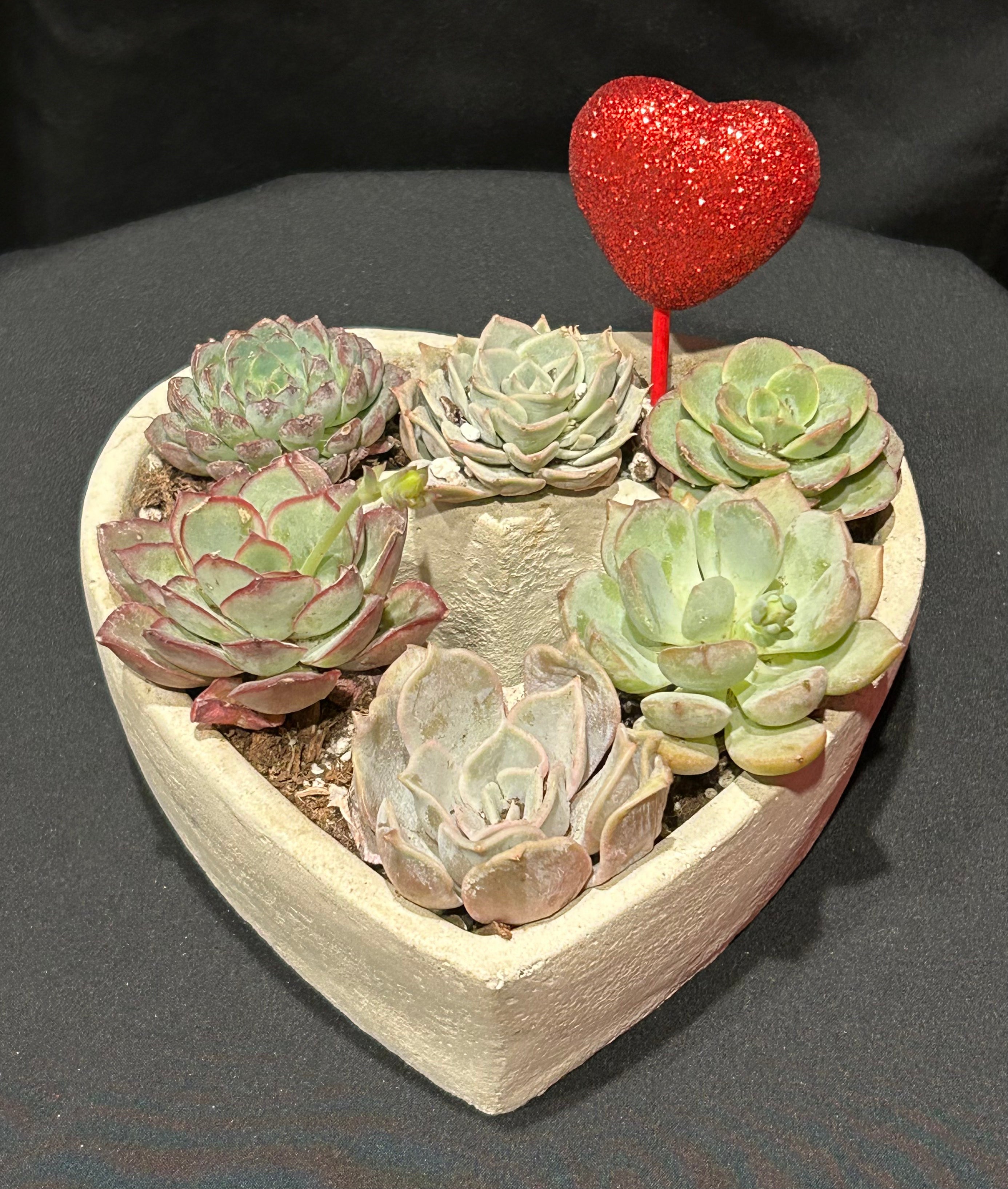 Heart Shaped Succulent Planter